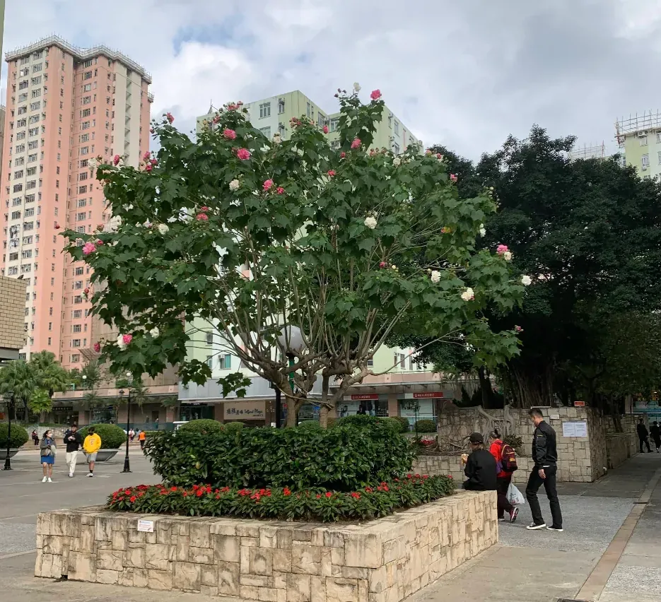 德福花園 - 圖片 2